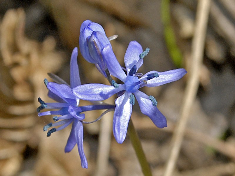 Hyacinthoides italica